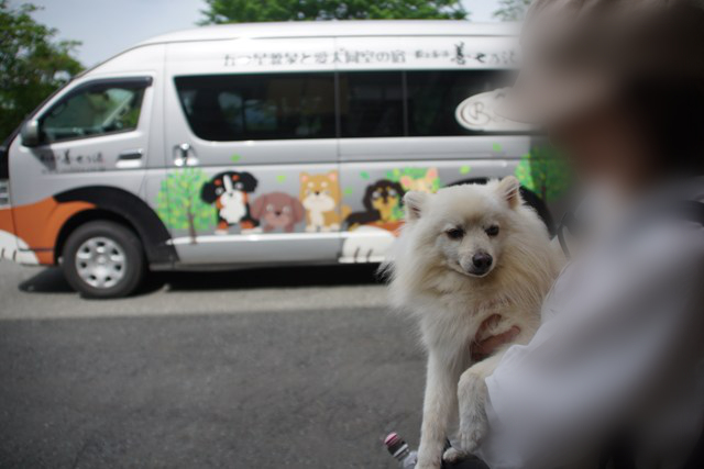バスの前で、抱っこされた白いイヌがこちらを見ている写真