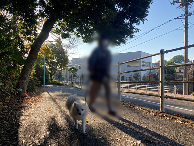 こちらに向かって歩く白いイヌと、犬のリードを持つ人の写真