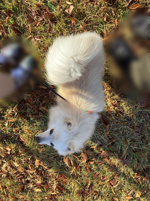 白いイヌを上から撮った写真