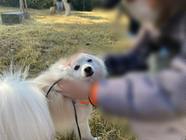 人に両手でなでられている白いイヌの写真