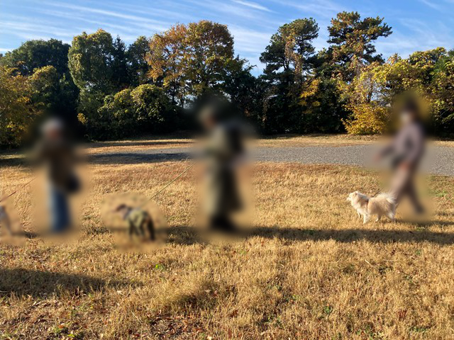 3匹のイヌが、縦に並んで左に向かって歩く写真。それぞれのイヌに人がついている