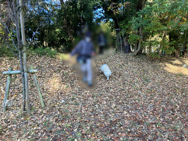 こちらに向かって並んで降りてくる人と白いイヌの写真