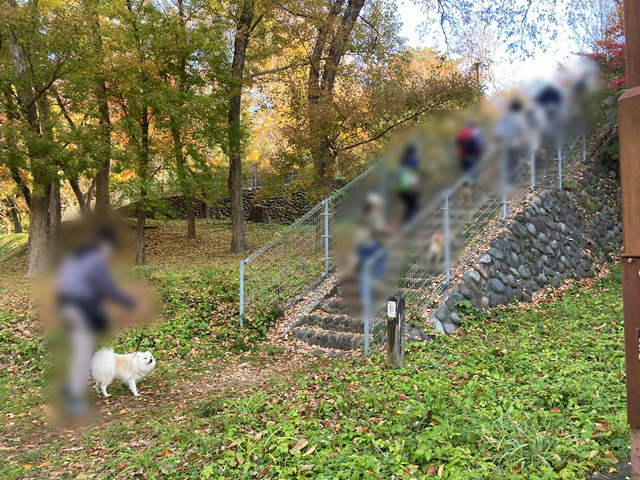 階段を右上に向かって上る3匹のイヌと5人の人、左下で待つ白いイヌと人の写真