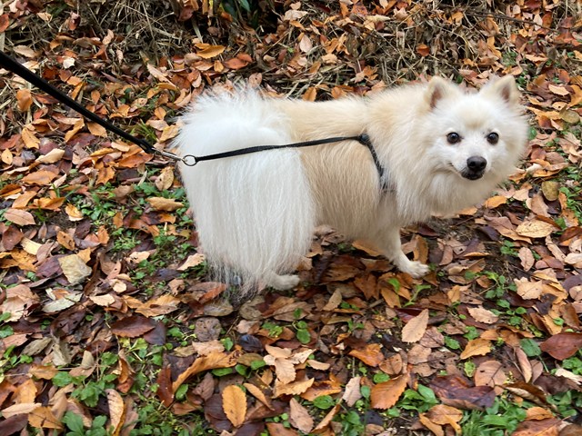 横向きで顔だけこちらを向く白いイヌの写真