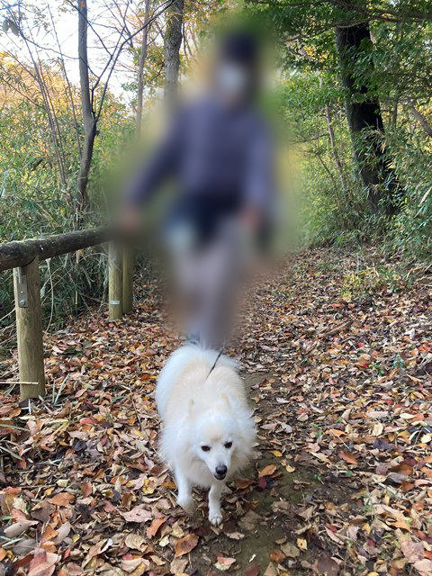 こちらに向かって歩く白いイヌと、その後ろを歩く人の写真