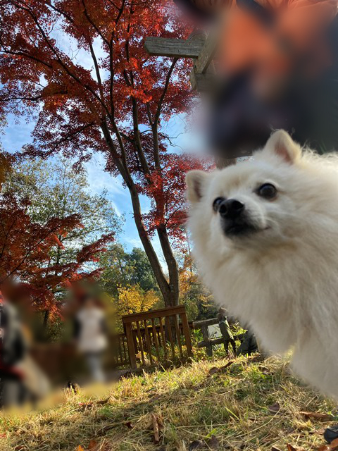 紅葉をバックにこちらを向く白いイヌの上半身の写真
