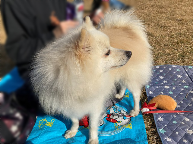 シートの上の白いイヌの写真。体はこちらを向いているが、顔は右を向いている