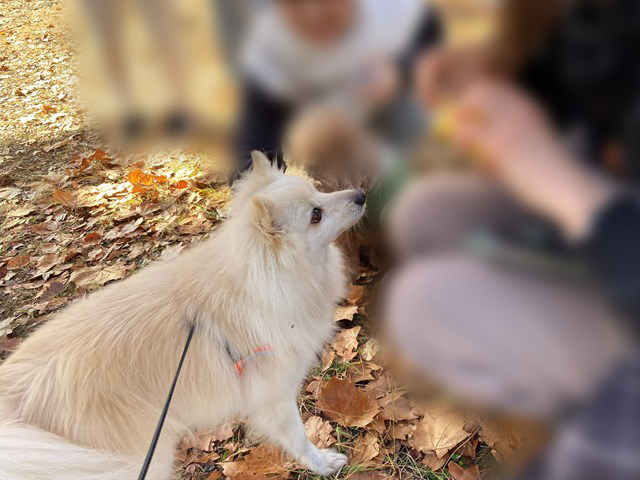 人の手許を見つめる白いイヌの写真