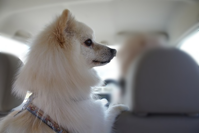 Photo taken from behind of a white dog looking out the window from the back seat of the car