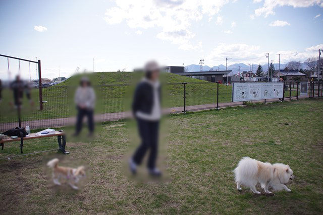 Photo of a white dog and a brown dog walking about 2 meters behind it.