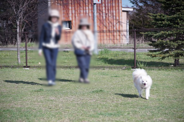 Photo of a white dog and two people walking toward the viewer